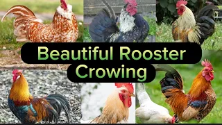 Diffrent Rooster Crowing #chicken #trendingshorts #funny