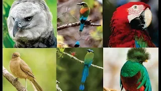 Aves Nacionales de Centroamérica HD
