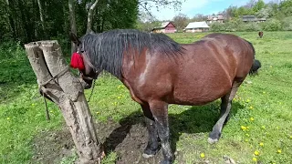 Моя кобила🔥жеребна по жеребцю Вандаму Брабансону (Бельгійцю)🐎💪