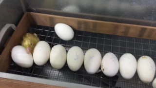 Режим инкубации гусиного яйца 100 % результат, при полном его соблюдении