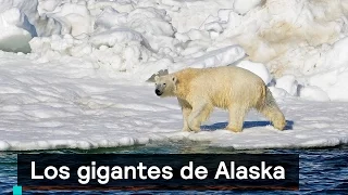 Por el Planeta: Los gigantes de Alaska - Despierta con Loret