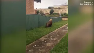 Seal chases off passerby from man's yard in South Australia