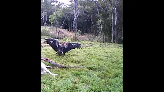Wedgetail Eagle Vs Fox at Arcadia Sydney outskirts May 2021