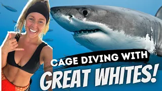 Shark Cage Diving Gansbaai South Africa | Diving with Great White Sharks | White Shark Projects