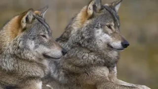 LOBOS Y CHACALES | Cazadores Salvajes (1) | DOCUMENTALES NAT GEO WILD