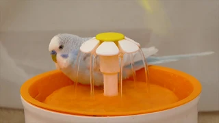 Budgie sounds and happy bath in bird fountain