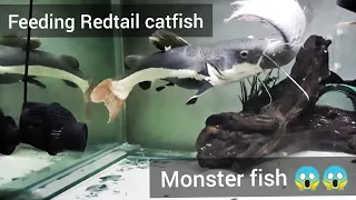 Feeding my Red Tail Catfish | Attacks food  | Feeding monster fish #4 video | My pet monsters