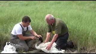 Выпуск  японского журавля в природу