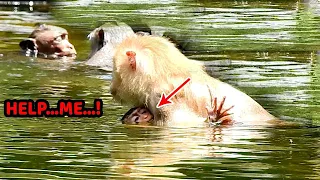 Help me...I'm drowning | Poor baby Rex nearly drown in deep pond, Rex raise hand up beg mom help