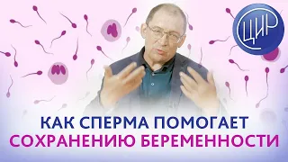 Сперма мужа и т-регуляторные (Treg) клетки. Роль спермы мужа в сохранении беременности.