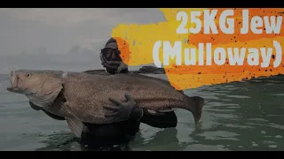 25kg Jewfish Mulloway