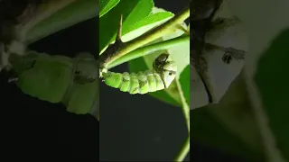 Larva to pupa transformation - Lime butterfly - metamorphosis - Papilio Demoleus - timelapse