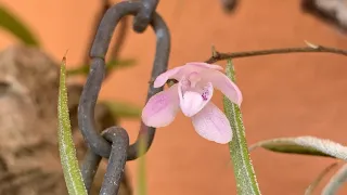 sarcochilus ceciliae , orchid. Орхидея из моей коллекции.