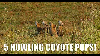 5 Coyote Pups Howling