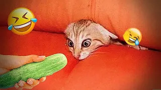 Cute animal Videos That You Just Can't Miss😻🐈Part 10