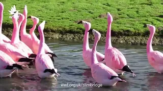 Proud Flamingos Courtship Dance 😍 Synchronized Flamingos Dance 😍