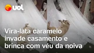 Cachorro vira-lata caramelo invade casamento e brinca com véu da noiva