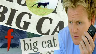 Big Cat Attack | The F Word