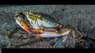 Le Crabe Bleu, espèce invasive - FAUNE CORSE - Octobre 2022