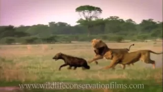 Amazing sights and reflections from 30 years of wildlife films