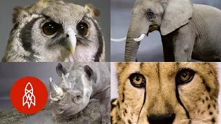 Some of Africa's Most Incredible (and Endangered) Animals