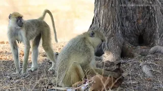 Baboon eating impala