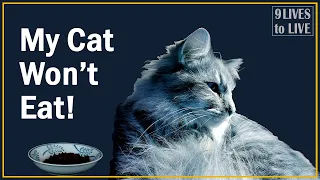Why Your Cat Won't Eat and What to Do About It