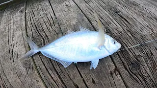 Tara Fishing | Big Trevally caught in Cornwallis Wharf