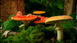 National Geographic  - Kingdom Of The Forest - Fungi