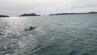 Dolphin Jumping