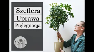 Szeflera uprawa, pielęgnacja, przycinanie, rozmnażanie. Dlaczego szeflera więdnie i gubi liście?