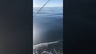 Bluefin Tuna fishing Denmark Skagen 20 Fight 7