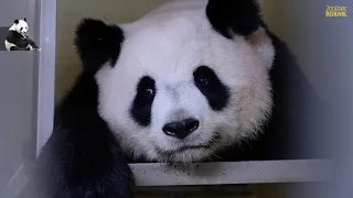 Huan Huan attend non pas un mais DEUX bébés panda ! - Ep 20