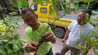 HOW TO MARCOT CALAMANSI from the EXPERT!