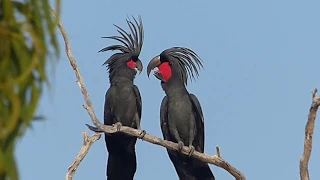 Australian Birds BIRDING CAPE YORK by Alana and Greg Dare