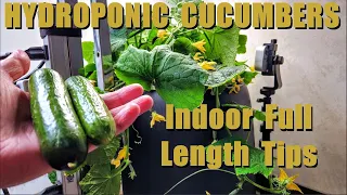 HYDROPONIC INDOOR CUCUMBERS FULL LENGTH DETAILS