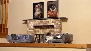 I Made My Cats A Living Room