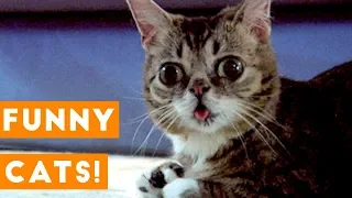 [PETS FOR KIDS] Ultimate TNTL Cats | Funny Pet Videos