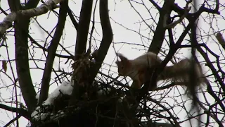 Две белки в одном гайно. Впервые такое вижу / Two squirrels in one nest