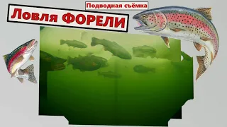 Ловля форели зимой. Ловля форели подводная съёмка.