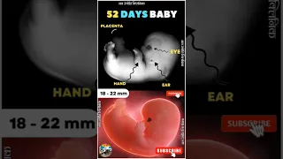 52 days baby in the womb ✅🚼 7 weeks pregnancy | 52 days pregnancy  #shortsfeed #pregnancy #baby