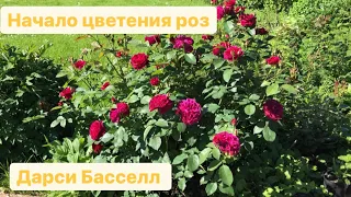 Начало цветения роз. Лидируют плетистые 🌹Эта Роза создана для парадной зоны!