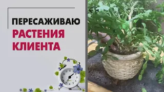 БОЛЬШАЯ пересадка растений клиента | Пересаживаю декабрист, каланхоэ, замиокулькас, сингониум ...