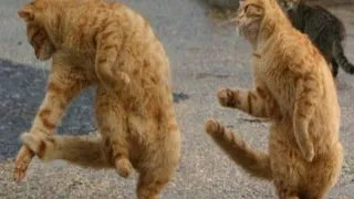 FUNNY ANIMALS DANCE CHALLENGE BY ANIMALS TV