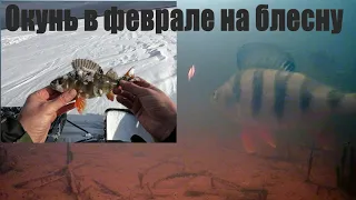 Ловля окуня зимой. Окунь на блесну подводные съёмки.  Focusfish.