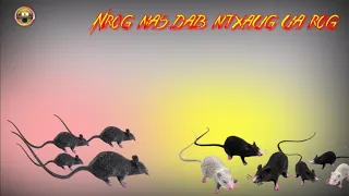 Na dab ntxaug noj neeg 13/12/2022