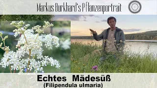 SCHMERZEN? Verwende DIESE Pflanze! Mädesüß-Filipendula, Verwendung, Standort, Heilpflanze