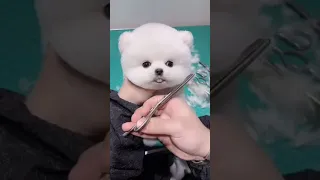 Tik Tok Chó Phốc Sóc Mini 😍 Funny and Cute Pomeranian​ 😍 OMG So Cute Dog ♥Best Funny Cute Pomeranian