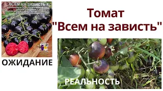 Что выросло в открытом грунте из семян помидоры "Всем на зависть"