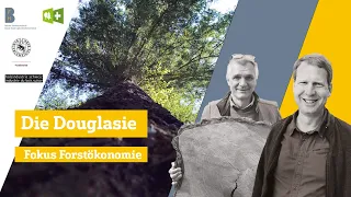 Die Douglasie – Fokus Forstökonomie